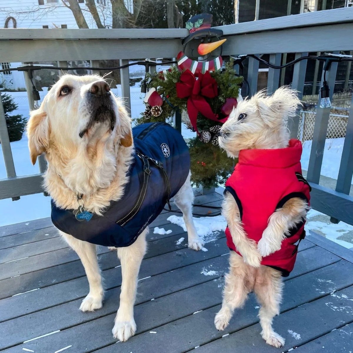 Wind & Water - Resistant Dog Jacket - Dog Jacket - Wild Eye Vision