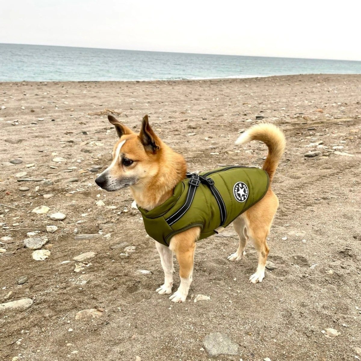 Wind & Water - Resistant Dog Jacket - Dog Jacket - Wild Eye Vision