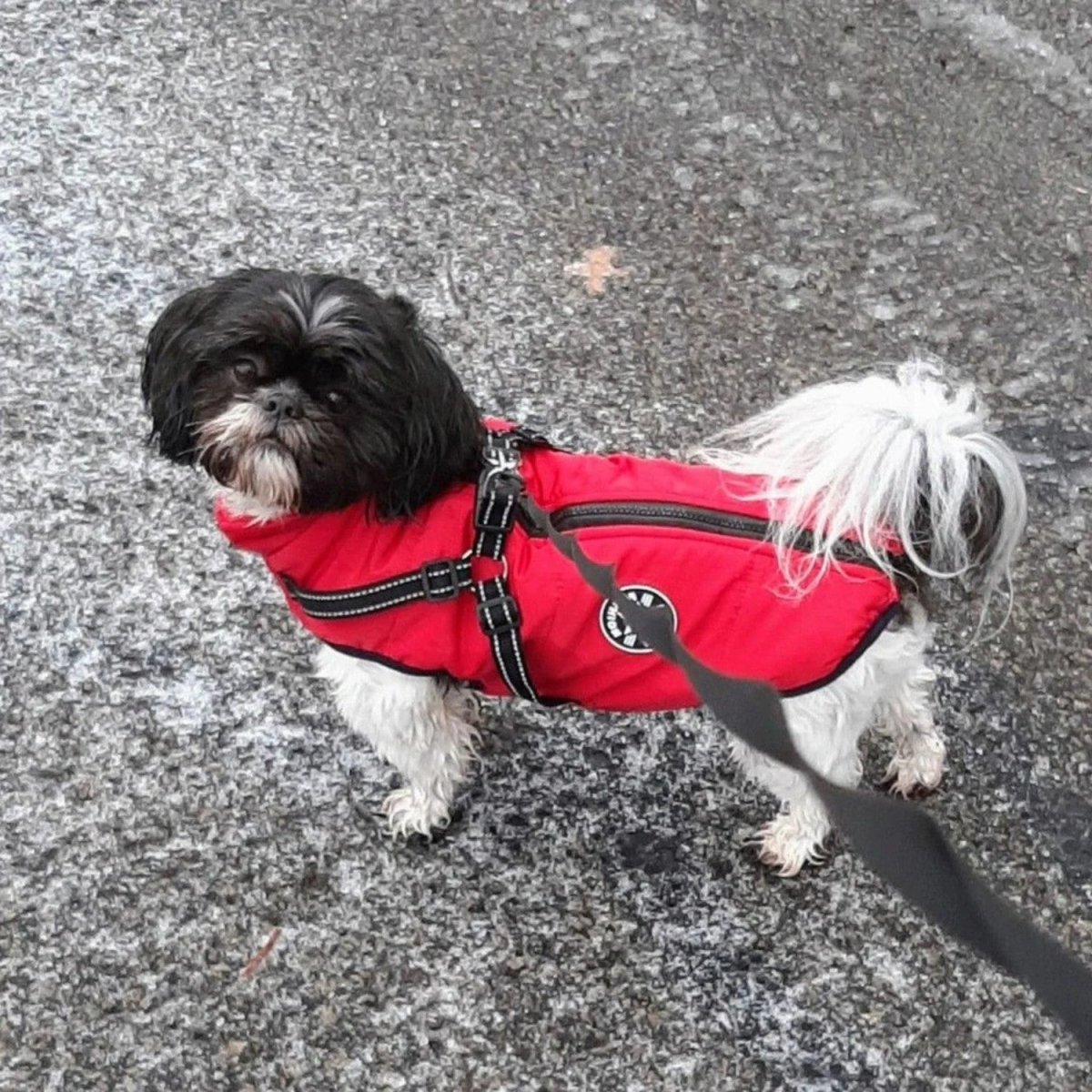Wind & Water - Resistant Dog Jacket - Dog Jacket - Wild Eye Vision
